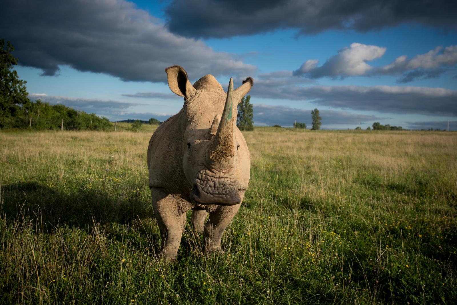 Southern White Rhino | The Wilds